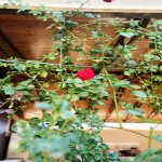 Satılır 4 otaqlı Həyət evi/villa, Şüvəlan, Xəzər rayonu 3