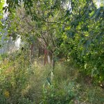 Kirayə (aylıq) 3 otaqlı Bağ evi, Mərdəkan, Xəzər rayonu 7