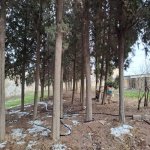 Satılır Obyekt Sumqayıt 8