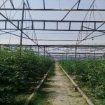 Satılır Torpaq Göyçay 25