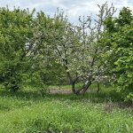 Satılır Torpaq Gəncə 2