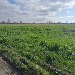 Satılır Torpaq Şabran 5