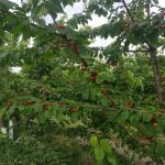 Продажа 10 комнат Дома/Виллы, м. Короглу метро, пос. Маштага, Сабунчу район 2