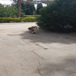 Kirayə (aylıq) 5 otaqlı Bağ evi, Mərdəkan, Xəzər rayonu 2