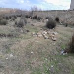 Satılır Torpaq, Saray, Abşeron rayonu 6