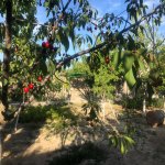 Kirayə (aylıq) 4 otaqlı Həyət evi/villa, Xəzər rayonu 32