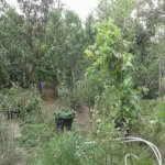 Satılır 6 otaqlı Bağ evi, Novxanı, Abşeron rayonu 5