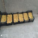 Satılır Torpaq Quba 9