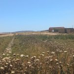 Satılır Torpaq, Novxanı, Novxanı Dalga T/M, Abşeron rayonu 1