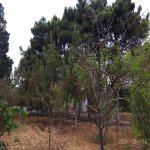 Satılır Torpaq, Mərdəkan, Xəzər rayonu 2