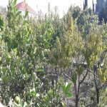 Satılır 8 otaqlı Bağ evi, Novxanı, Abşeron rayonu 19