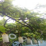 Satılır 4 otaqlı Həyət evi/villa, Buzovna, Xəzər rayonu 3