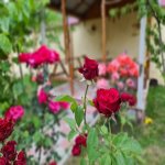 Kirayə (günlük) 3 otaqlı Həyət evi/villa Qəbələ 5