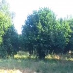 Satılır Torpaq Qəbələ 3