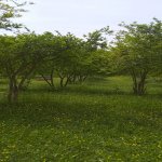 Satılır 3 otaqlı Həyət evi/villa Göyçay 1