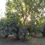 Продажа Участок Гябяля 4