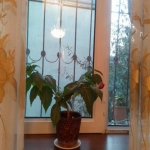 Satılır 3 otaqlı Həyət evi/villa Xırdalan 18