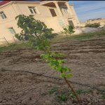 Satılır 5 otaqlı Həyət evi/villa Sumqayıt 8