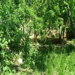 Продажа 6 комнат Дома/Виллы, Мярдякан, Хязяр район 10