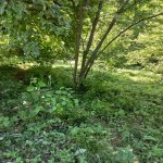 Продажа Участок Исмаиллы 2