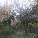 Satılır 3 otaqlı Bağ evi Şamaxı 10