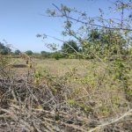 Satılır Torpaq Qəbələ 8