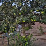 Аренда 1 комнатная Дача, пос. Пиршаги, Сабунчу район 14