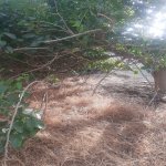 Satılır Torpaq, Digah, Abşeron rayonu 2