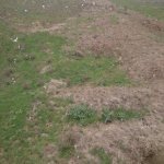 Satılır Torpaq, Masazır, Abşeron rayonu 4