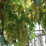 Satılır Torpaq, Koroğlu metrosu, Bilgəh qəs., Sabunçu rayonu 8