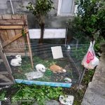 Kirayə (günlük) 3 otaqlı Həyət evi/villa Qax 9