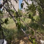 Satılır Torpaq, Novxanı, Abşeron rayonu 4