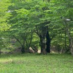 Satılır Torpaq İsmayıllı 7