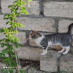 Kirayə (günlük) 3 otaqlı Həyət evi/villa Qusar 9