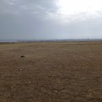 Satılır Torpaq, Saray, Abşeron rayonu 1