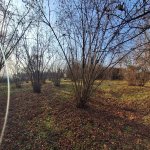 Satılır Torpaq Qəbələ 3