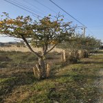 Satılır Torpaq, Masazır, Abşeron rayonu 8