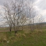 Satılır Torpaq Quba 21