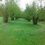 Satılır Torpaq Qəbələ 1