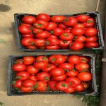 Продажа Участок, Зиря, Хязяр район 6