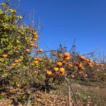 Satılır Torpaq İsmayıllı 14