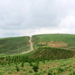 Satılır Torpaq Şamaxı 15