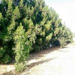 Kirayə (aylıq) 3 otaqlı Bağ evi, Bilgəh qəs., Sabunçu rayonu 7