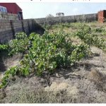 Satılır 2 otaqlı Bağ evi, Kürdəxanı qəs., Sabunçu rayonu 14