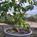 Satılır Torpaq İsmayıllı 3