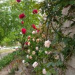 Kirayə (aylıq) 3 otaqlı Bağ evi, Şüvəlan, Xəzər rayonu 3