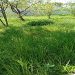 Kirayə (günlük) 2 otaqlı Həyət evi/villa İsmayıllı 1
