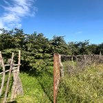 Satılır Torpaq Oğuz 4