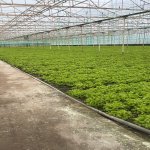 Продажа Объект, Бузовна, Хязяр район 1