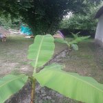 Kirayə (günlük) 3 otaqlı Həyət evi/villa Qəbələ 21